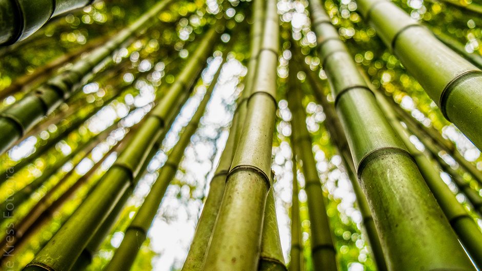 Bamboo use